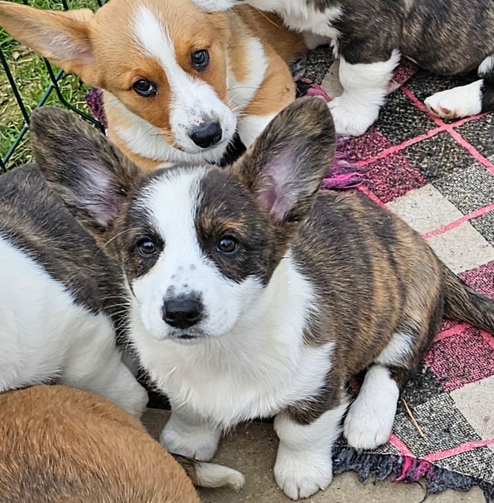 Du Clan Des Sel - Chiot disponible  - Welsh Corgi Cardigan